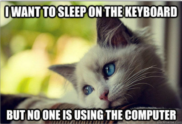 21 Cat Logic Photos That Prove We'll Never Understand Cats