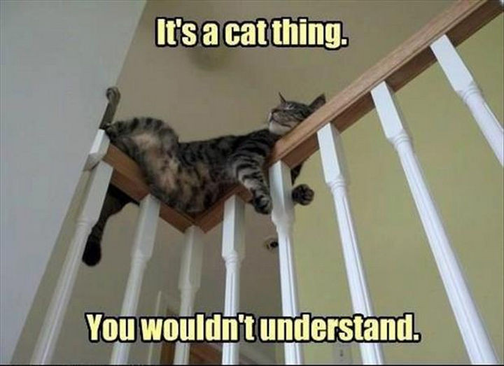 21 Cat Logic Photos - Cats will sleep anywhere.