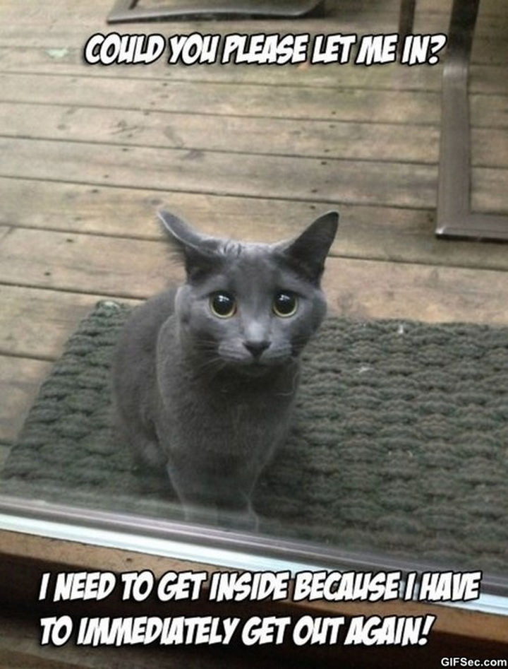 21 Cat Logic Photos - Just look at those sad eyes.