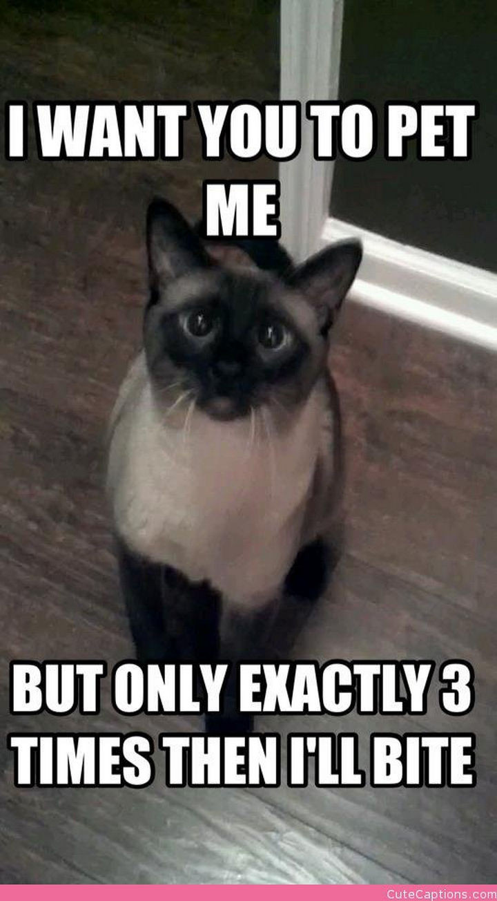 21 Cat Logic Photos - Yeah, that sounds about right.