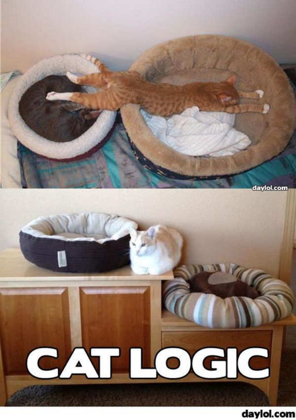 21 Cat Logic Photos That Prove We'll Never Understand Cats