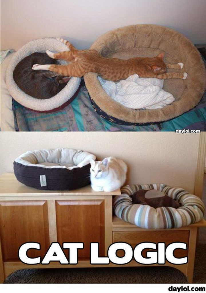 21 Cat Logic Photos - Two words: cat logic.