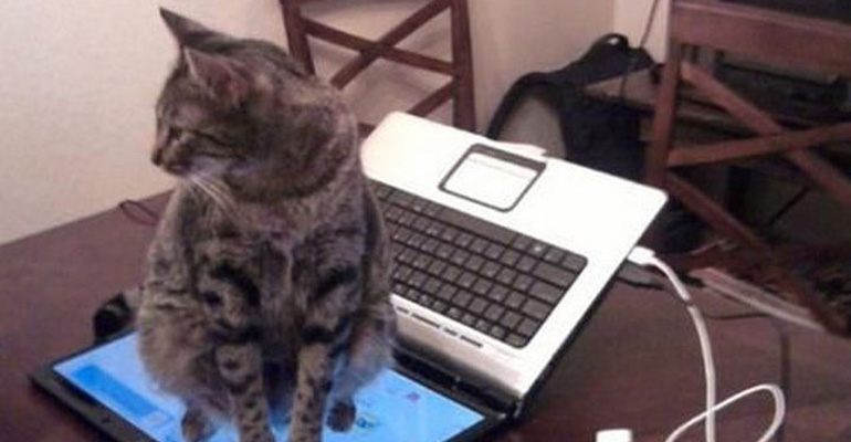 21 Cat Logic Pictures That Prove We Will Never Understand Cats. #11 Is so True.