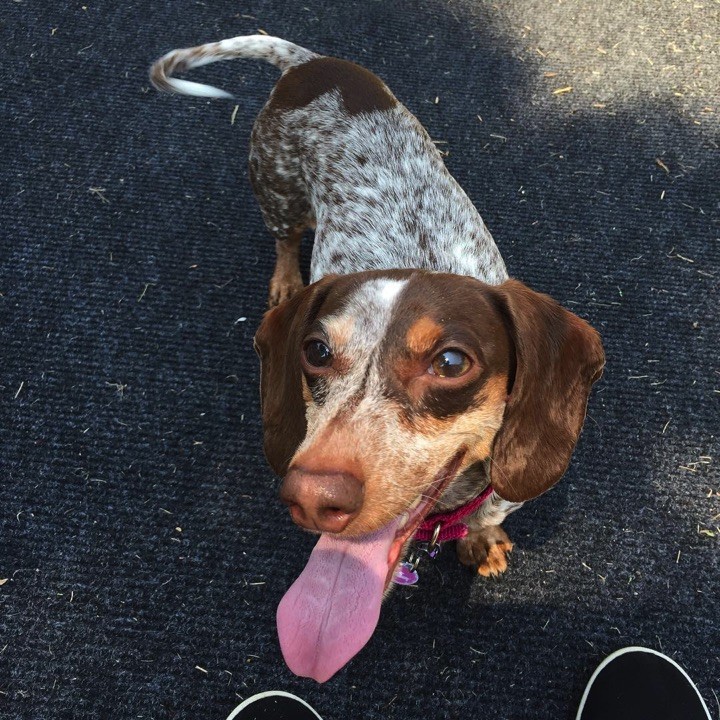 28 Cute Dachshunds - "I'm not done yet! Let's go for another walk around the block!"