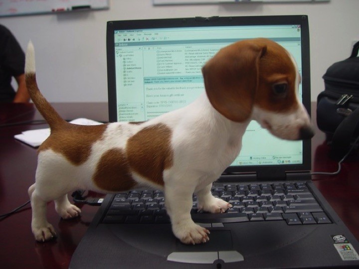 28 Cute Dachshunds - "Could you help me order treats online?"