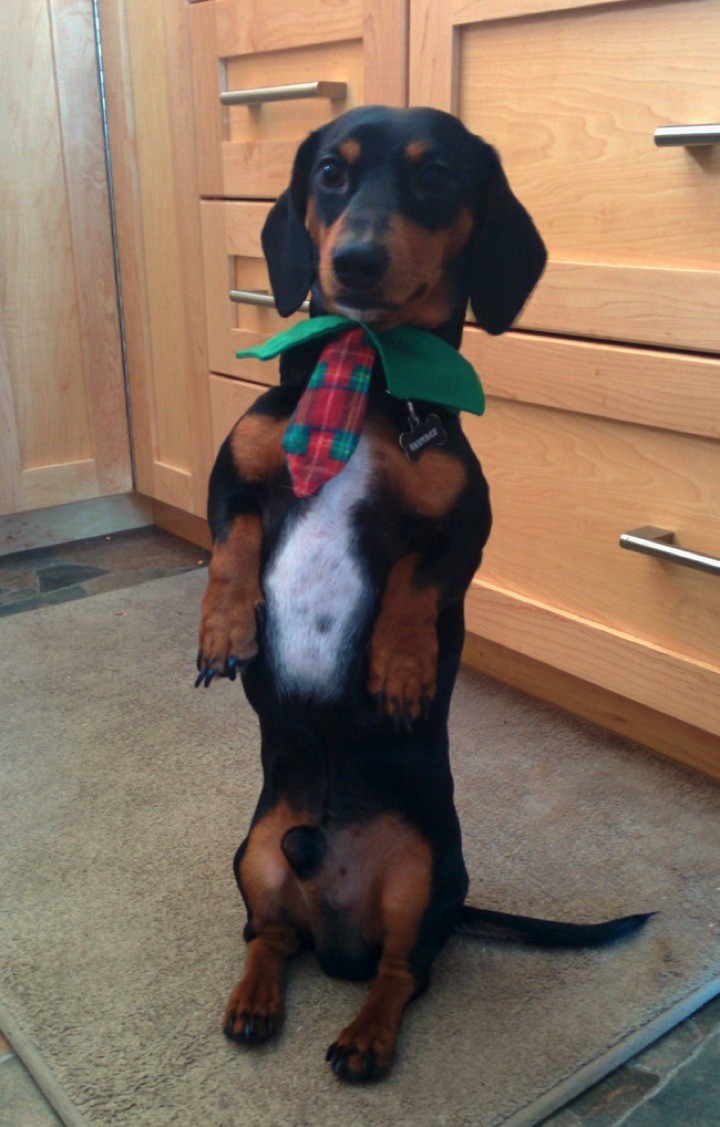 28 Cute Dachshunds - "I'm all dressed up, let's go to the doggie park!"
