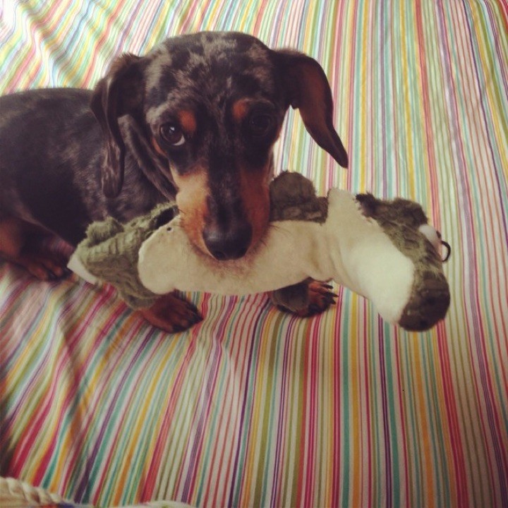 28 Cute Dachshunds - "I love my plush toy but I love snuggling up to you even more."