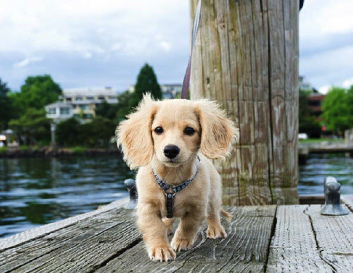 28 Cute Dachshunds - "I'm blond...and I'm gorgeous!"