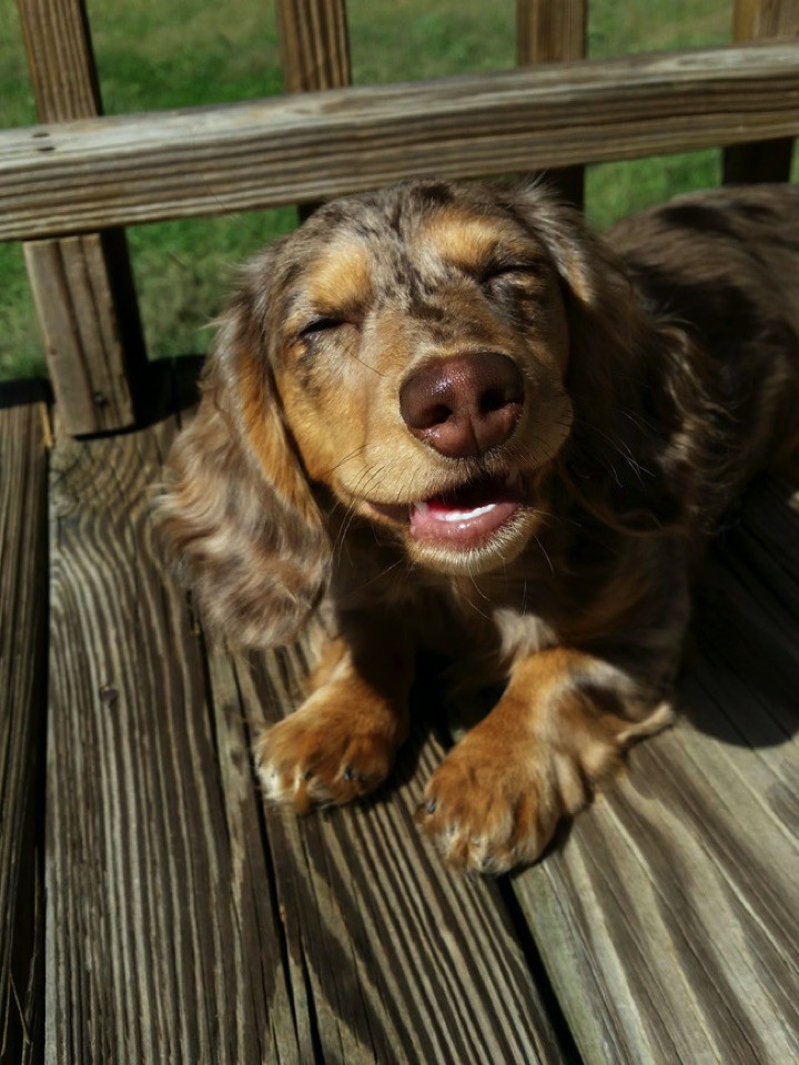 28 Cute Dachshunds - "I'm so happy!"