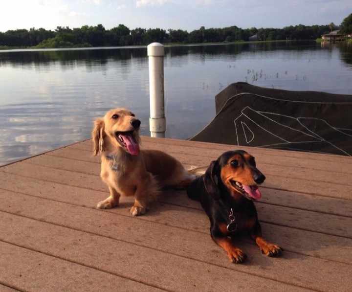28 Cute Dachshunds - "Ahh, the dog days of summer..."