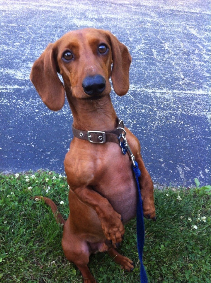 28 Cute Dachshunds - "When I want a treat, I'll stand up like this, OK?"