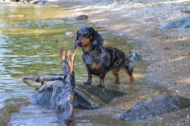 28 Cute Dachshunds - "I found it and it's all mine."