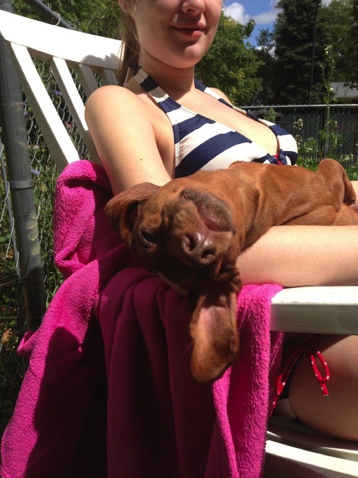 28 Cute Dachshunds - "This is the life! Can you turn me over so I don't burn?"