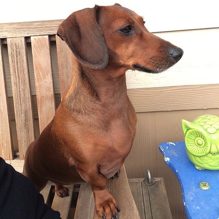 28 Cute Dachshunds - "See the bird? Be very, very quiet. Don't move."