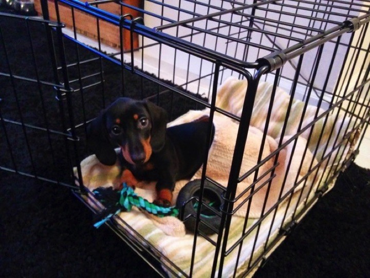 28 Cute Dachshunds - "My crate is almost as awesome as me."
