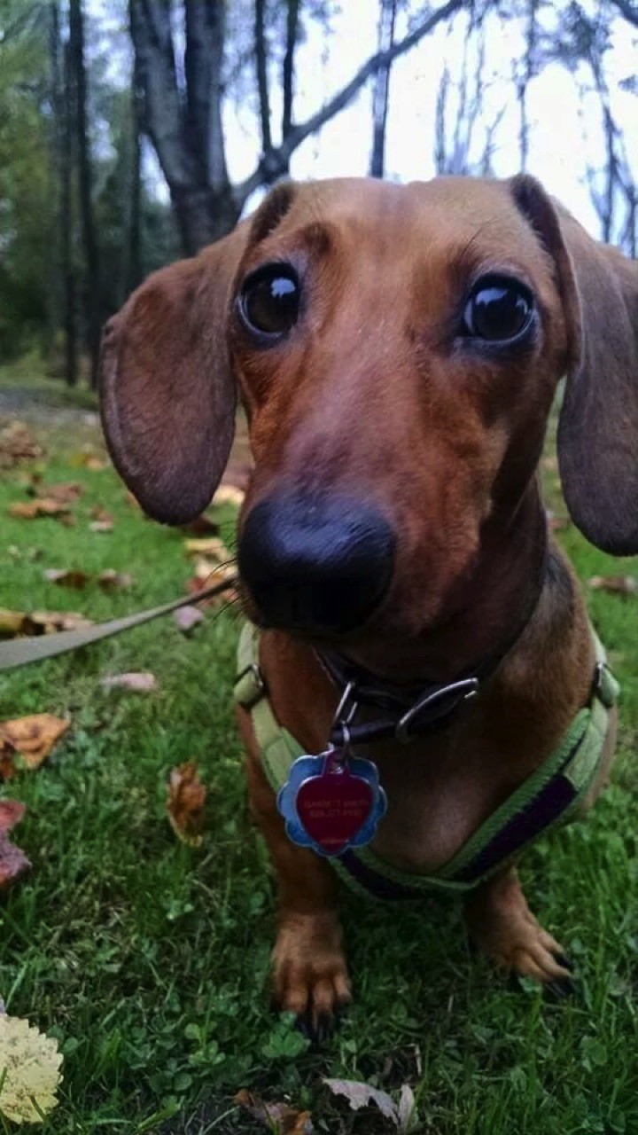 28 Cute Dachshunds - "Well, HELLO there!!"