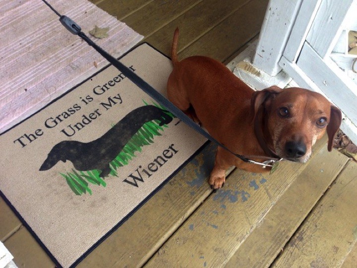 28 Cute Dachshunds - "Yeah, it's true. Deal with it."