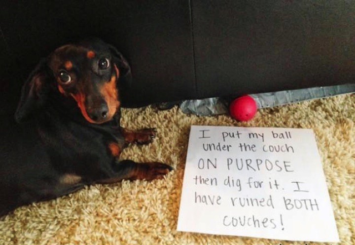 28 Cute Dachshunds - "Yes, sometimes we're bad but we don't mean it."