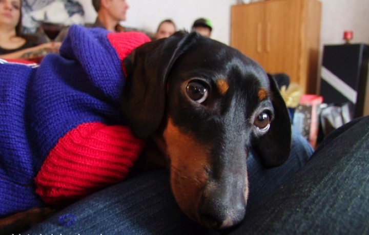 28 Cute Dachshunds - "How can you say NO to this face? Cute Dachshunds are for real!"