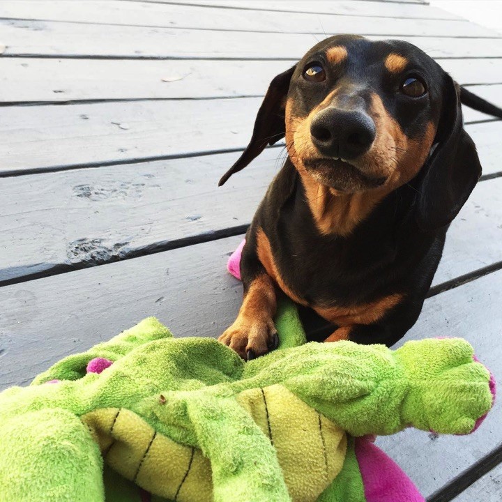 28 Cute Dachshunds - "I only look worried because my plush toy is broken!"