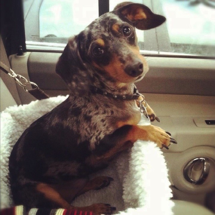 28 Cute Dachshunds - "Are we going to the pet store to get some treats?"