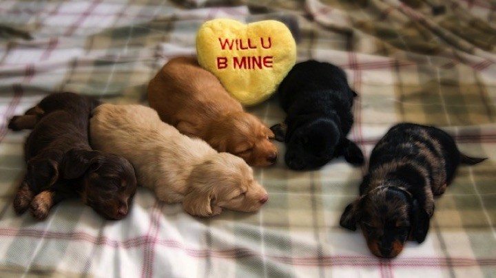 28 Cute Dachshunds - Yes, please be mine!