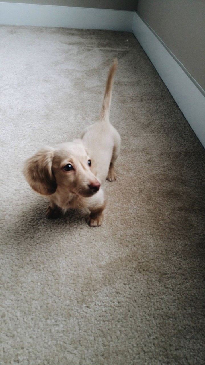 28 Cute Dachshunds - "I'm so cute, I even surprise myself."