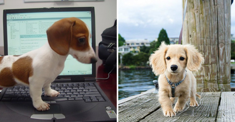28 Cute Dachshunds That Want to Show You How Awesome and Adorable They Are