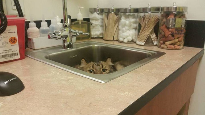 28 Animals Going to the Vet - "Maybe they won't see me if I hide here..."
