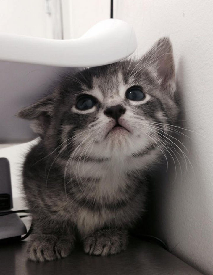 28 Animals Going to the Vet - "This is my first time here and I don't like this place!"