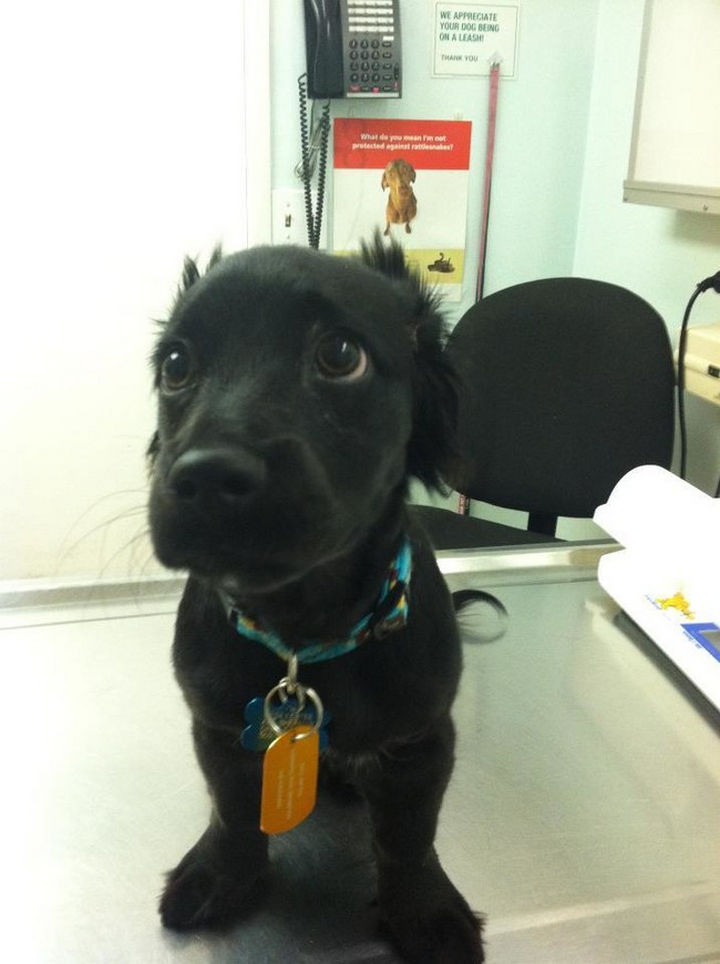 28 Animals Going to the Vet - "Time to play the 'sad puppy eyes' card"