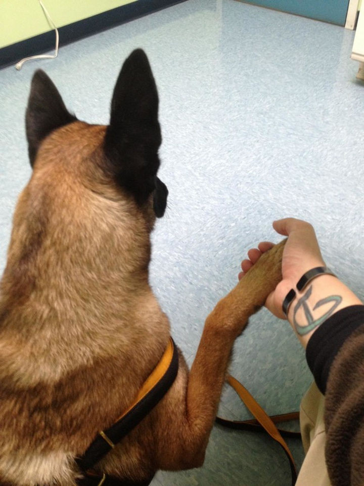 28 Animals Going to the Vet - "Whatever you do, don't let go"