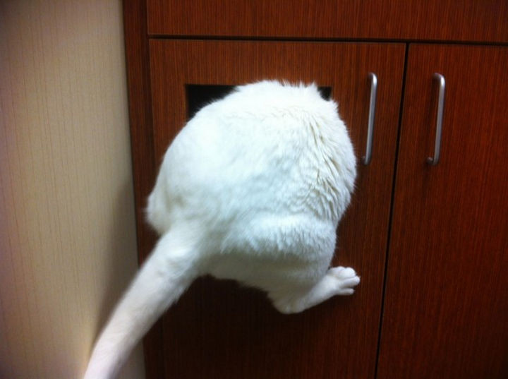 28 Animals Going to the Vet - "That's funny, I used to fit in here..."