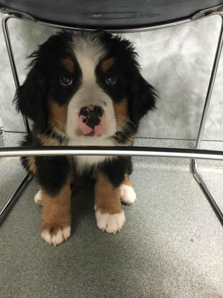 28 Animals Going to the Vet - "I am not the dog you are looking for. Move along."