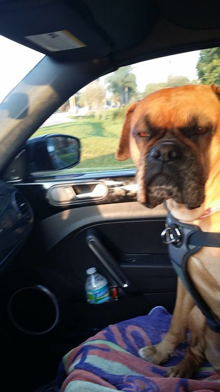28 Animals Going to the Vet - "If I were you, I would turn this car around right now!"