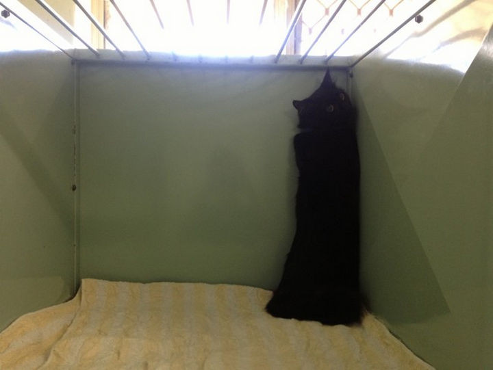 28 Animals Going to the Vet - "There must be a secret door out of here somewhere."