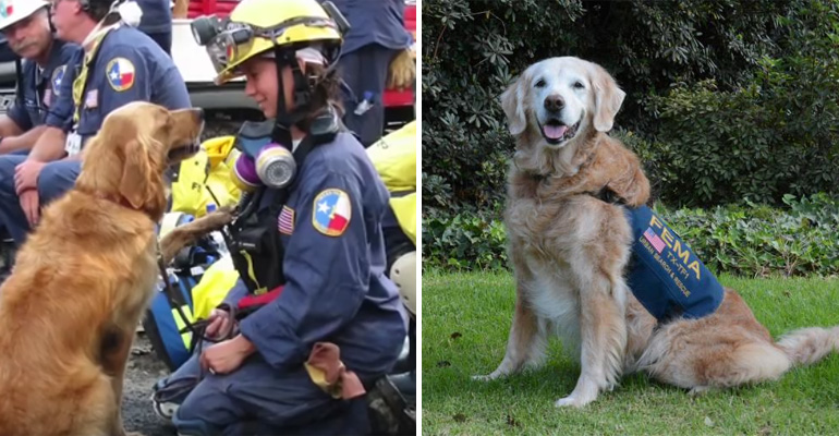 Bretagne Is the Last Known 9/11 Search & Rescue Dog and Today She Is Getting Her Sweet 16 Birthday Party