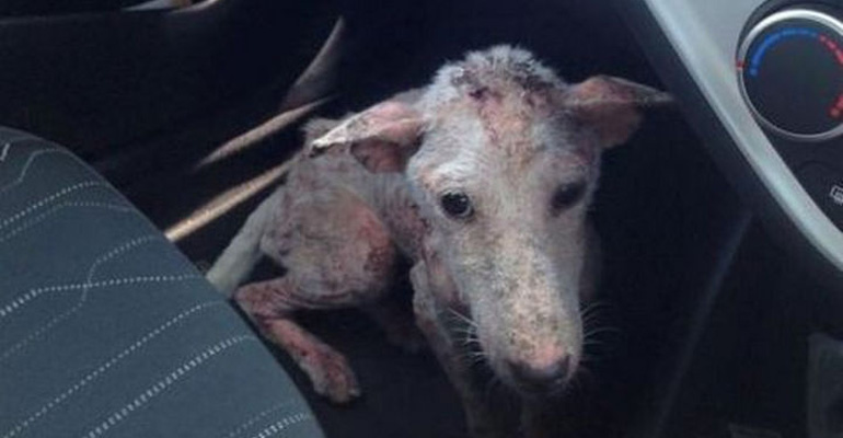 An Abused Dog Desperately Jumped Into Her Car but What She Did Next Brought Me to Tears