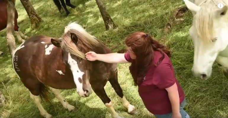 200 Horses Were Abused, Neglected, and Abandoned. This Incredible Woman Saved Them All!
