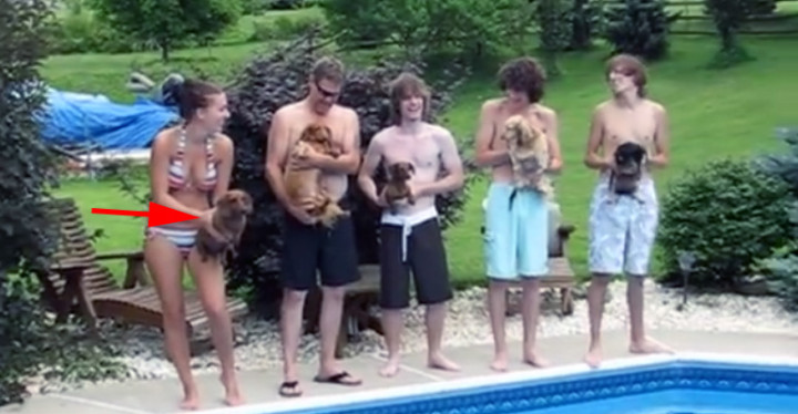 Five Dachshund's Enjoying a Competitive Race in the Pool.