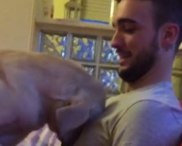 Guilty Dog Feels Terrible and Begs for Forgiveness. You Won’t Believe How!