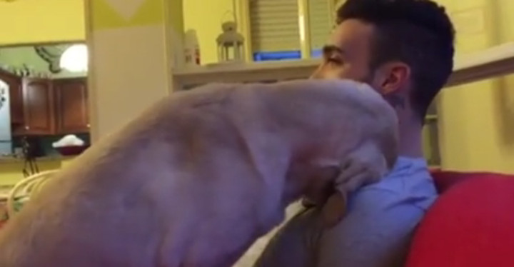 Guilty Dog Feels Terrible and Begs His Human for Forgiveness.