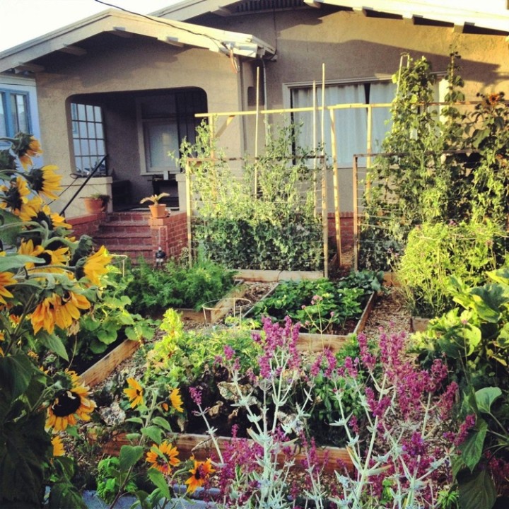 This vegetable garden bursting with fresh vegetables actually used to be a plain, regular lawn.