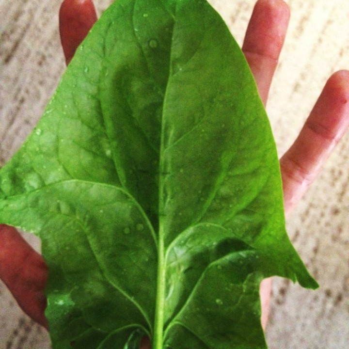 Large gorgeous spinach leaves that fit over an entire hand.