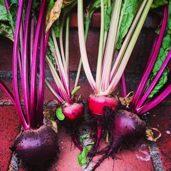 Look at the size of these beets!