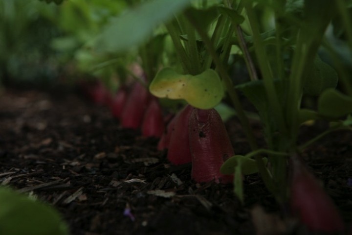 Radishes were also growing quickly.