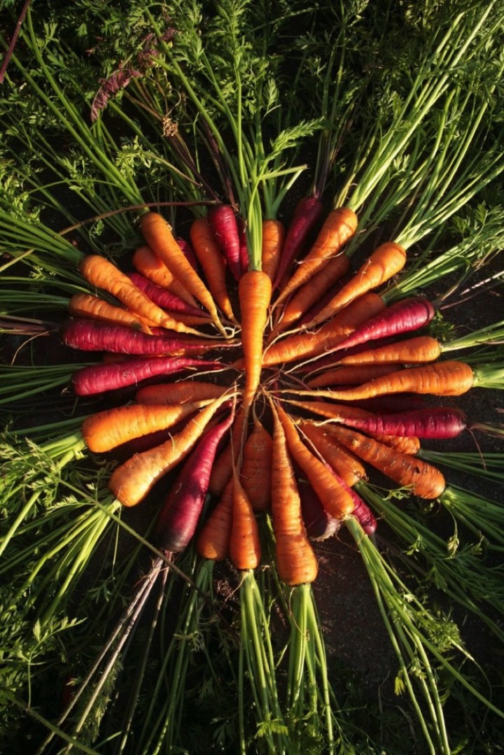 Fresh carrots are the best.