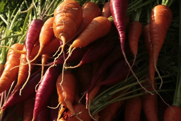 Fresh carrots are the best. Second photo.