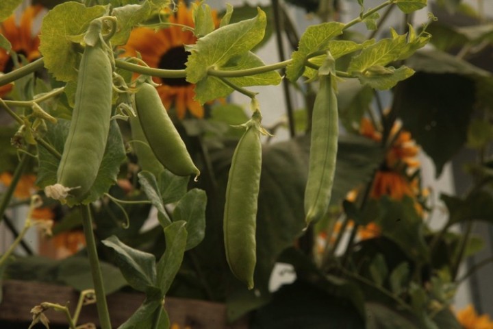 These are my favorite, peas in a pod.