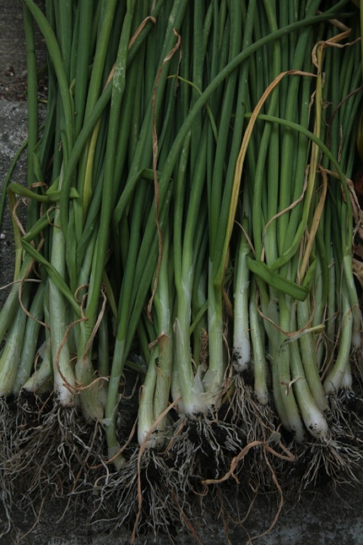 A huge picking of healthy green onions.